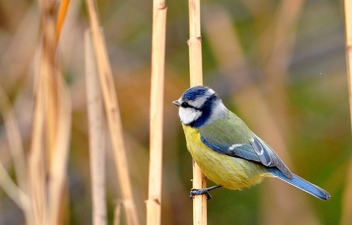 pitigoi 1 - Animalutele mele