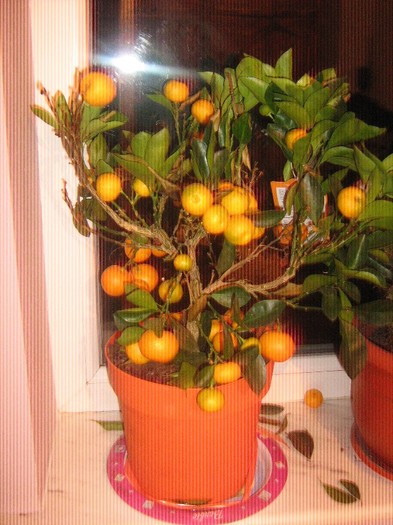 ianuarie 2012 - calamondin