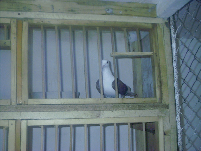 UNUL  DINTRE MASCULI  ROSII