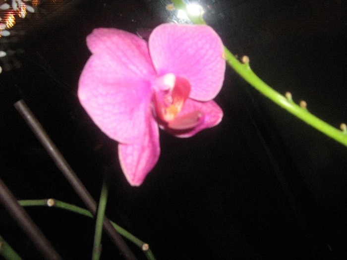 ianuarie 2012 - orhidee