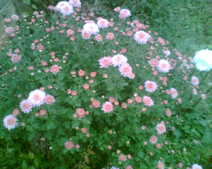 Imag003 - Crizanteme si tufanele