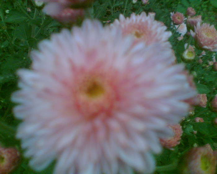 Imag005 - Crizanteme si tufanele
