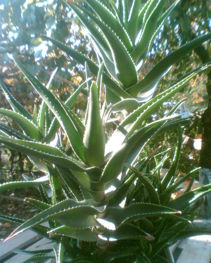 Imag023 - Aloe