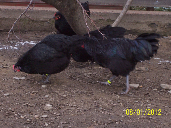 100_3593 - tineret australorp - 2011