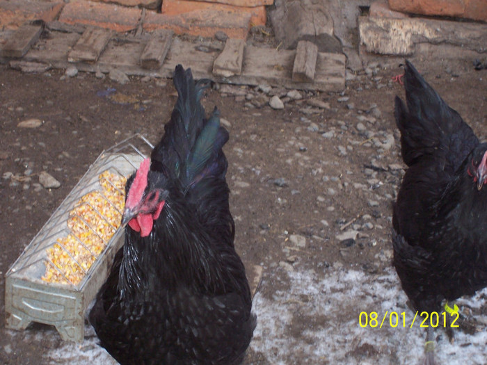 100_3591 - tineret australorp - 2011