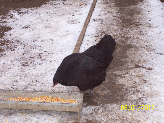 100_3601 - tineret australorp - 2011