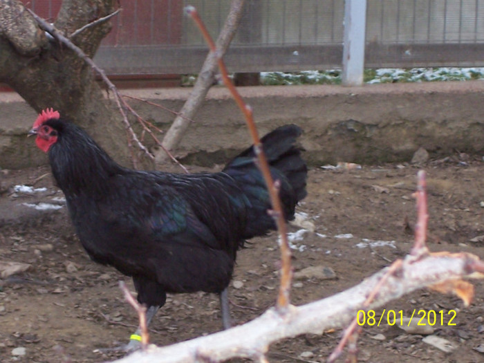 100_3589 - tineret australorp - 2011