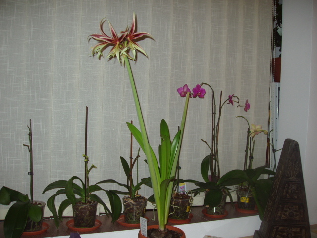 Amaryllis LIMA 08.01.2012