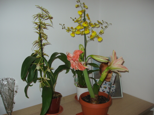 Brassia si Oncidium 8 ian 2012