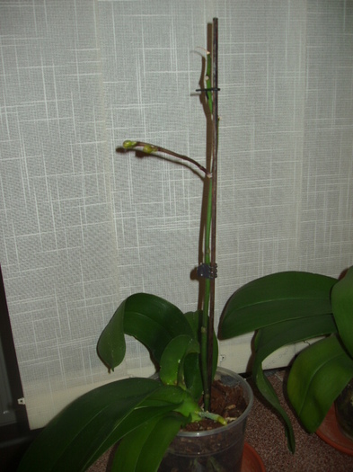 08.01.2012 - Z  Orhidee luate de la reduceri