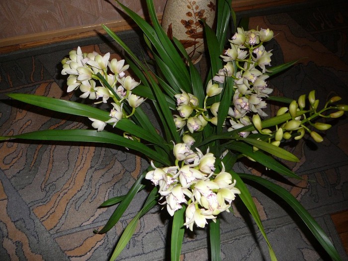 Noua mea achizitie...; Cymbidium cu 6 tije
