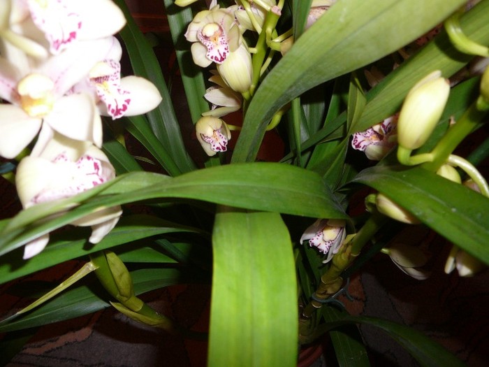 Noua mea achizitie...; Cymbidium cu 6 tije
