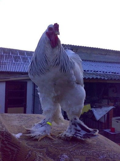 Cocos Brahma Herminat Deschis Geramnia Straumbing 2 - Brahma Herminat Deschis 2012 lot 1