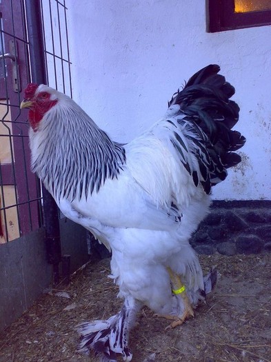 Cocos Brahma Herminat Deschis Germania Straumbing - Brahma Herminat Deschis 2012 lot 1