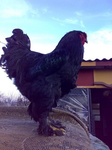 Brahma Negru Cocos Ungaria Monor 1