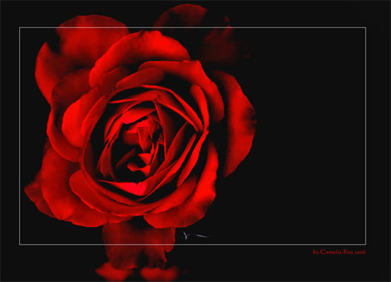 openphotonet_trandafiri_2 - trandafiri