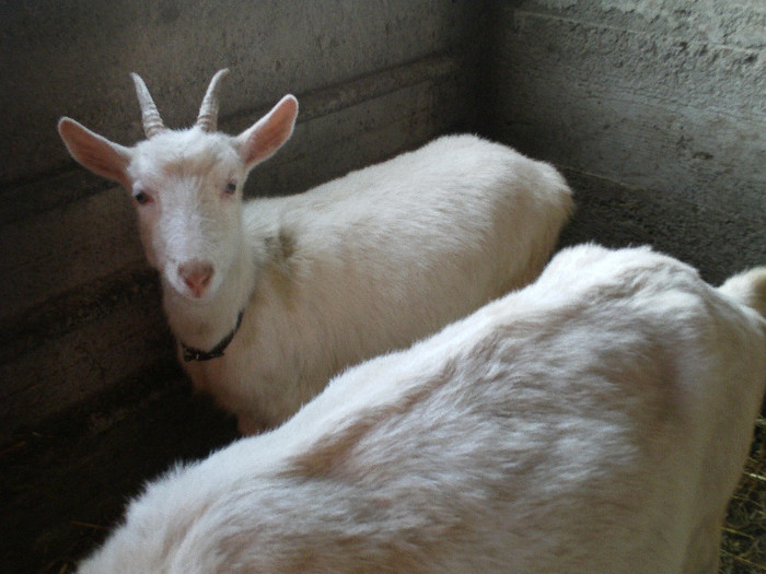 O ieduta Sannen si o capra nobila germana alba - animale CAPRE SAANEN