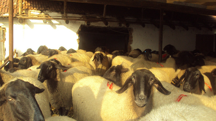 DSC05496 - oi carabase mavrodin