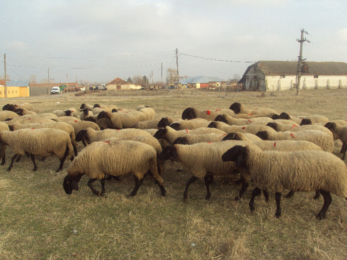 DSC05521; Turma oi carabase bulgaresti si sarbesti
