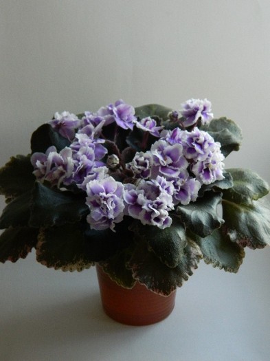 DSCN6347 - 0 Violete africane -saintpaulia ianuarie 2012