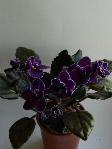DSCN6373 black ace - 0 Violete africane -saintpaulia ianuarie 2012