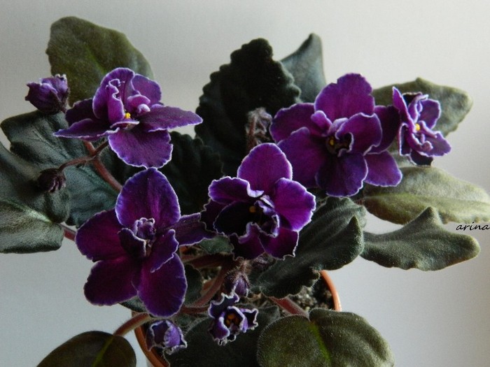 DSCN6374 - 0 Violete africane -saintpaulia ianuarie 2012