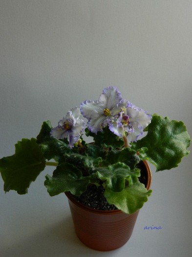 DSCN6387 ma's ching dinasty - 0 Violete africane -saintpaulia ianuarie 2012