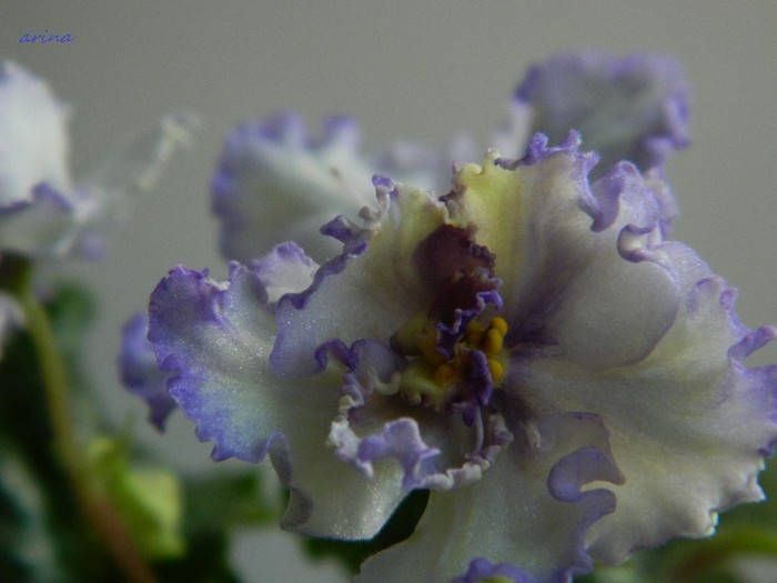DSCN6388 - 0 Violete africane -saintpaulia ianuarie 2012