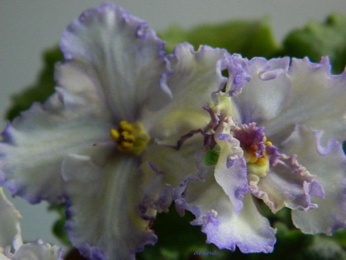 DSCN6389 - 0 Violete africane -saintpaulia ianuarie 2012