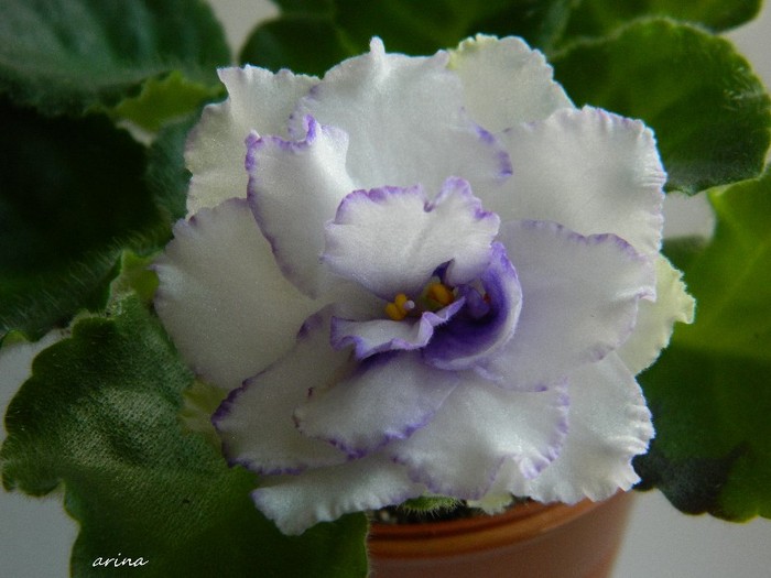 DSCN6393 - 0 Violete africane -saintpaulia ianuarie 2012