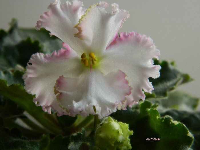 DSCN6405 - 0 Violete africane -saintpaulia ianuarie 2012