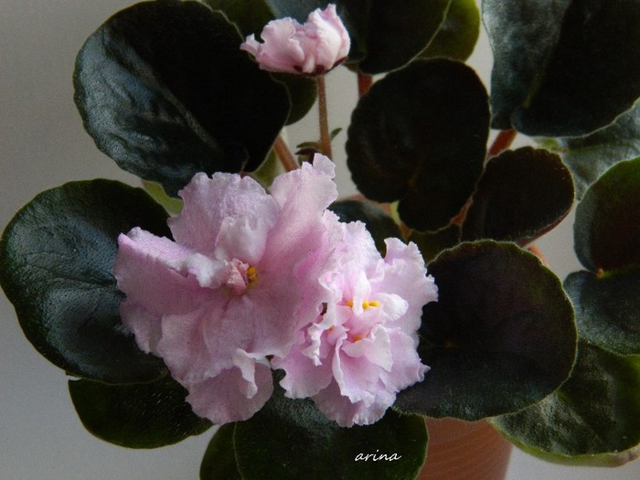 RS KARIBSKI ZHEMCHUG - 0 Violete africane -saintpaulia ianuarie 2012