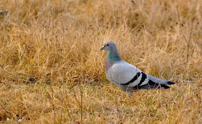 porumbel - Animalutele mele