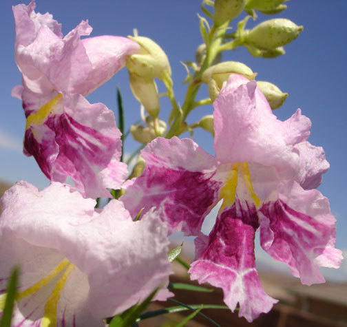 chilopsis linearis - copac orhidee