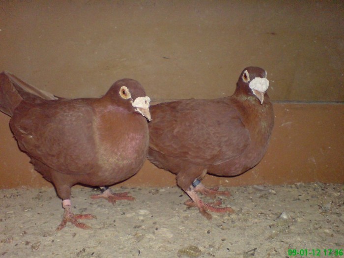 DSC01554 - Voiajori matca