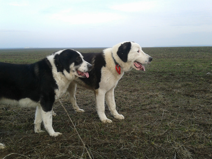 20120109_151238 - CIOBANESTI  DE BUCOVINA