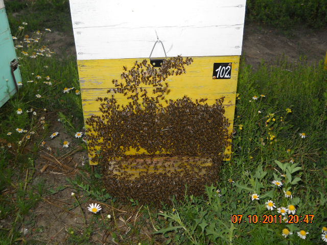 Picture 486 - 14 PASTORAL 2011