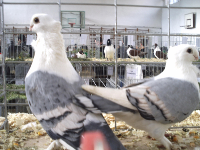 Copy of PICT0089 - animalele mele in expo 2012