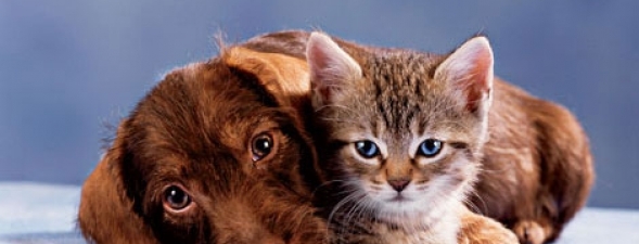 header_big - pisicute mici si dragute