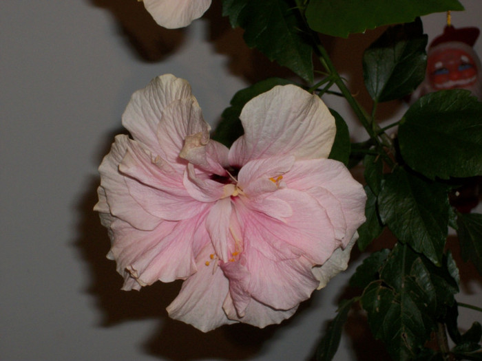 100_6640 - hibiscus