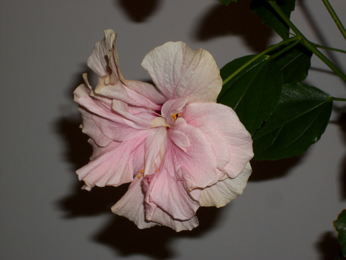 100_6636 - hibiscus