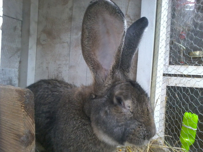 Fotografie2102 - mascul ug 2011