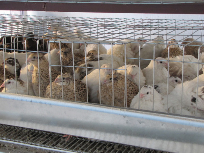 de vanzare prepelite si oua