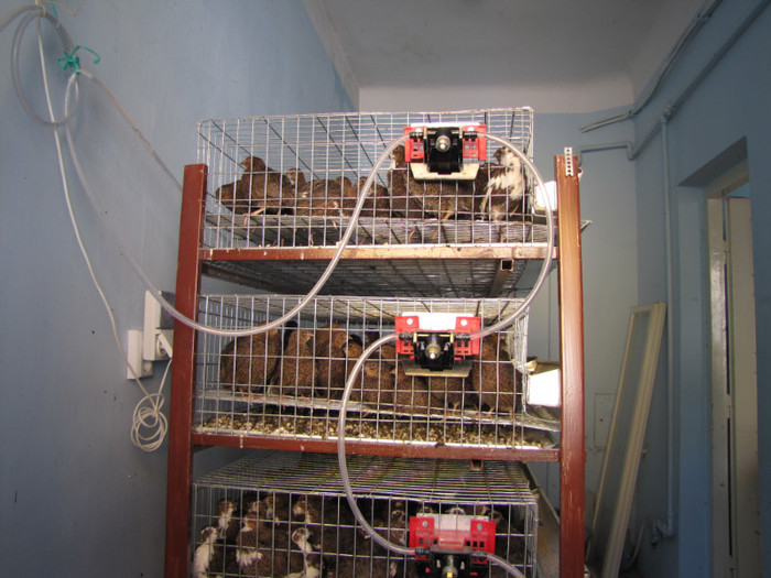 ferma in stil occidental