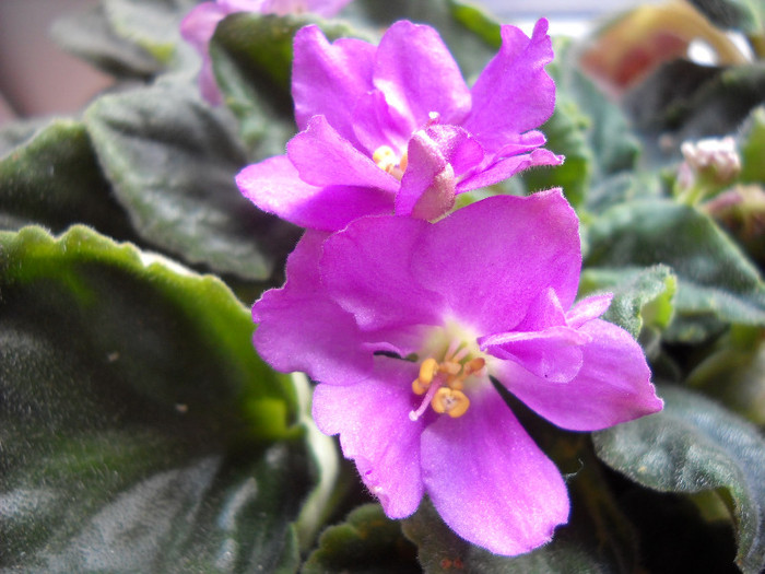 DSCN3136 - Violete 2010-2012