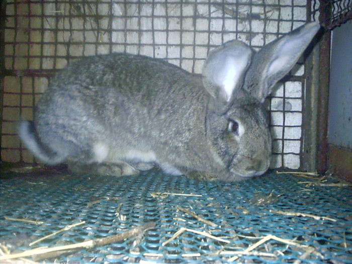 mascul urias german - iepuri