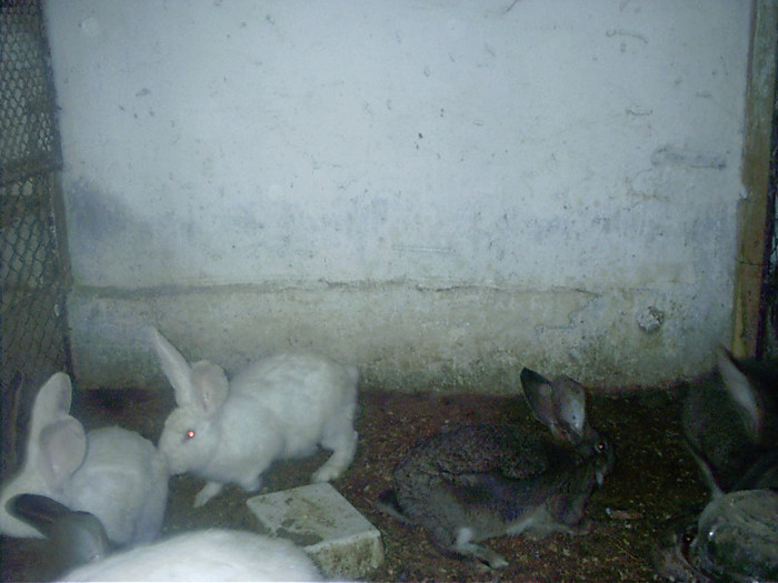 masculi pentru  taiat