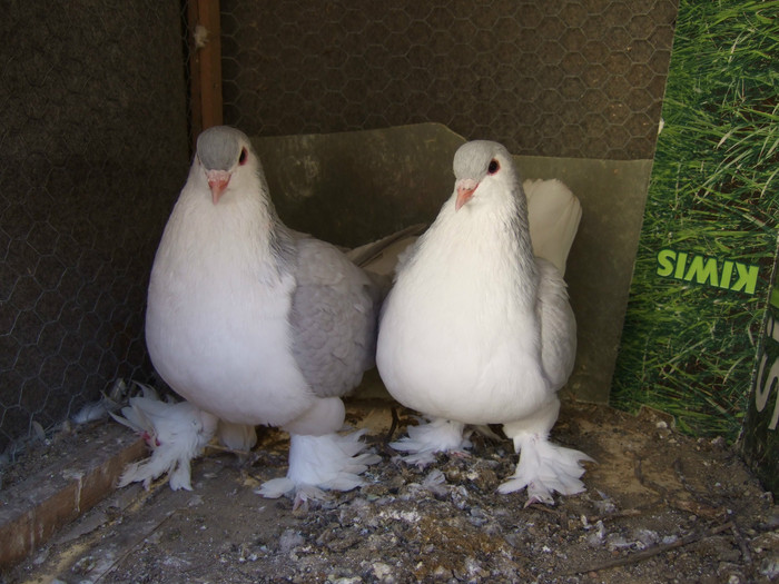 Pareja Lavanda 1 (1)