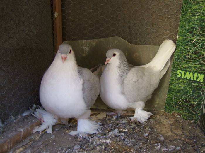 Pareja Lavanda 1 (2)