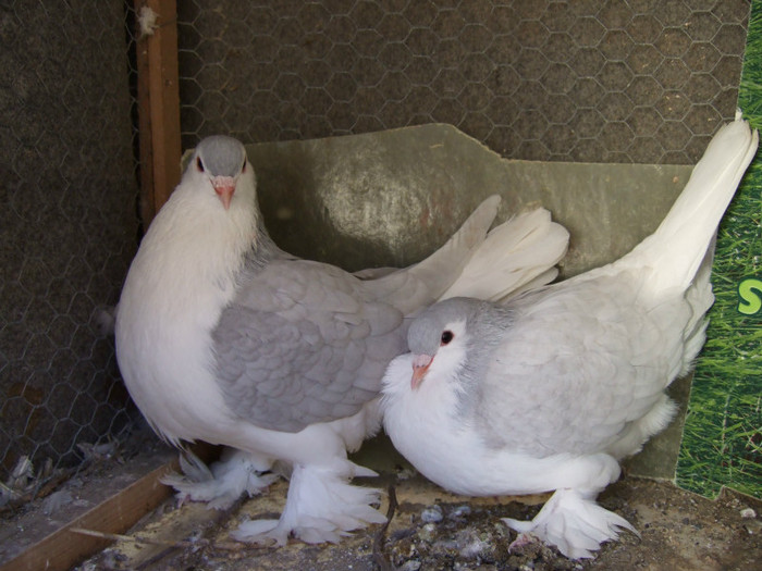 Pareja Lavanda 1 (3) - Lahore